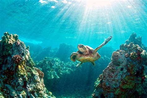 Tubbataha Reefs Natural Park .